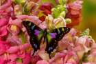 USA, Washington State, Sammamish. Purple spotted swallowtail on flowers. Art Print